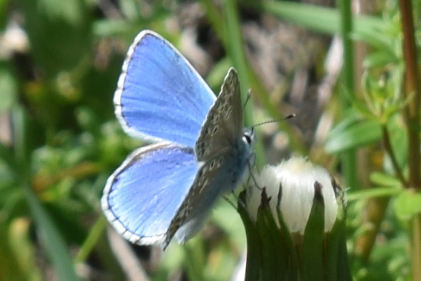 Polyommatus bellargus anomala?